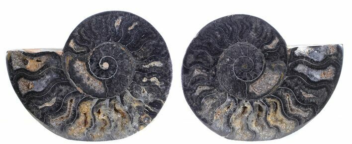 Split Black/Orange Ammonite Pair - Unusual Coloration #55587